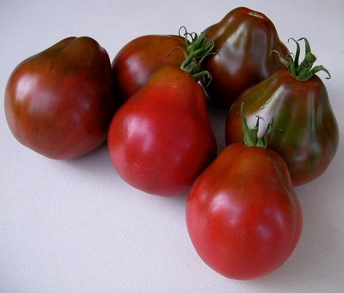 Medium-sized Tomato 'Black Pear' / '(Japanese) Black Trife'