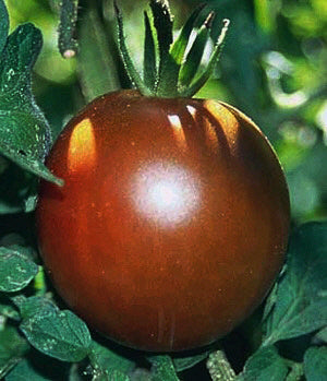 Middenmaat Tomaat 'Black Prince'