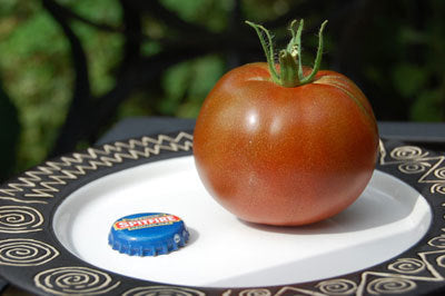 Middenmaat Tomaat 'Black Prince'