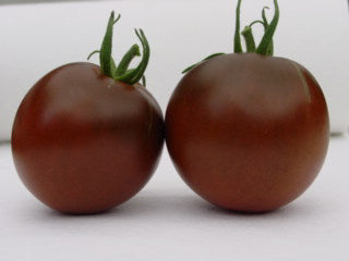 Middenmaat Tomaat 'Black Prince'