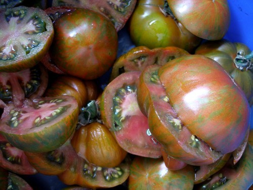 Middenmaat Tomaat 'Black Zebra'