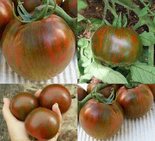 Middenmaat Tomaat 'Black Zebra'