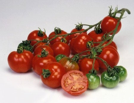 Medium-sized Tomato 'Bloody Butcher'