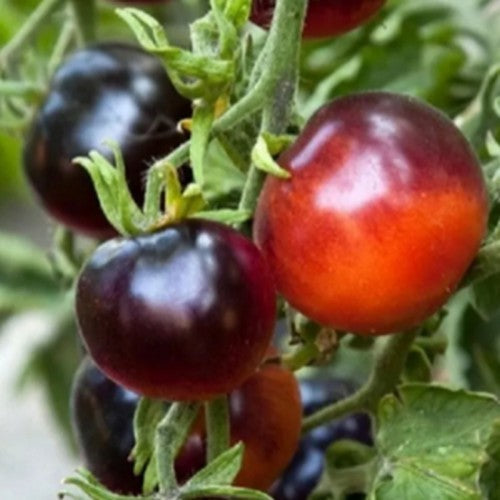 Middenmaat Tomaat 'Blue Streak'