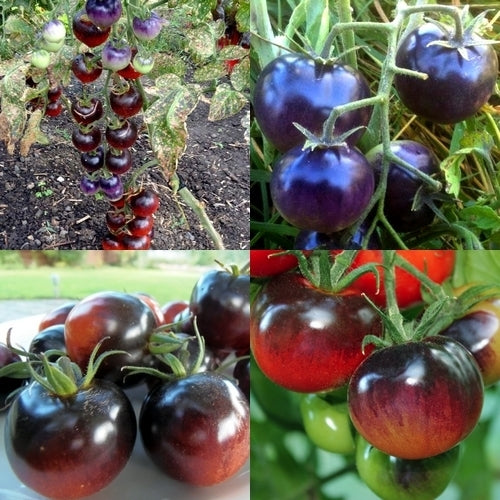 Middenmaat Tomaat 'Bosque Bleu'