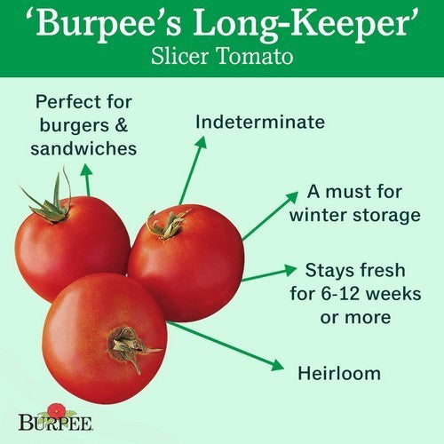 Middenmaat Tomaat 'Burpees Long Keeper'