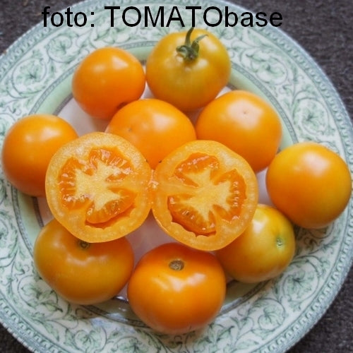 Middenmaat Tomaat 'Bursztyn'