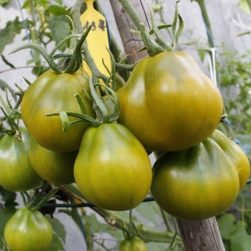 Middenmaat Tomaat 'Cherokee Green Pear'