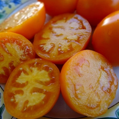 Middenmaat Tomaat 'Coastal Pride Orange'