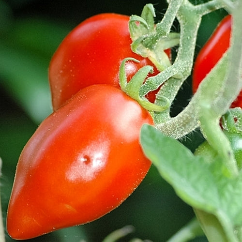 Middenmaat Tomaat 'Comasagua' / 'Comasaqua'