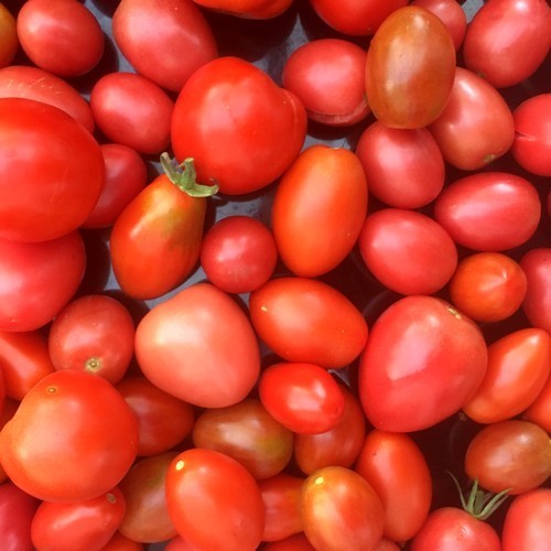 Middenmaat Tomaat 'Crastibi'