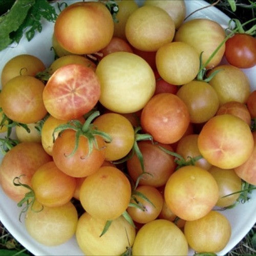 Middenmaat Tomaat 'Cherry Ghost'