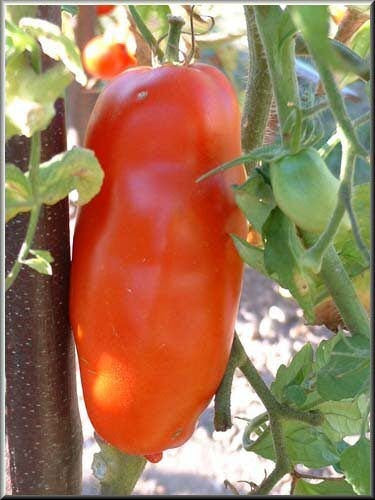 Middenmaat Tomaat 'des Andes' / 'Andine Cornue' / 'Red B'