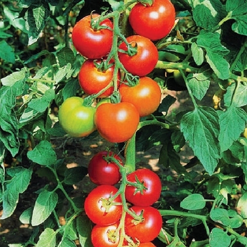 Medium Tomato 'Diplom'