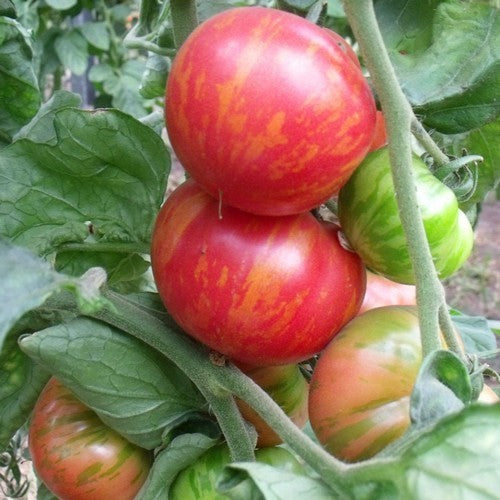 Medium Tomato 'Early Yellow Striped'