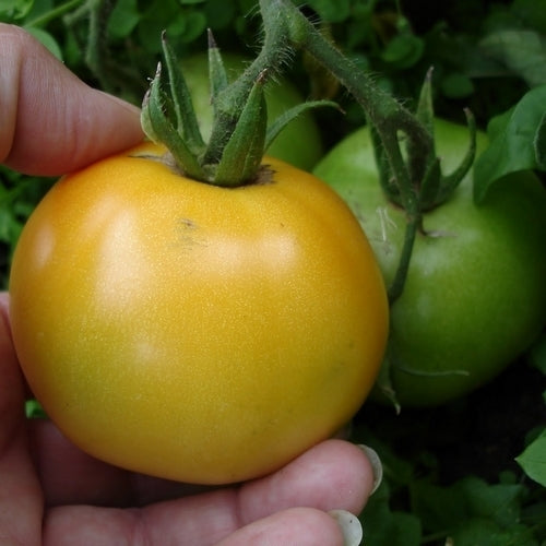 Middenmaat Tomaat 'Egg Yolk'