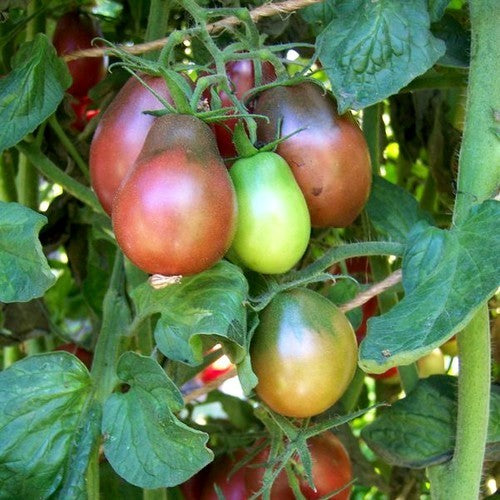 Middenmaat Tomaat 'Evan'S Purple Pear''