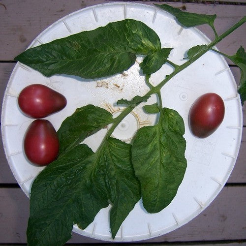 Middenmaat Tomaat 'Evan'S Purple Pear''
