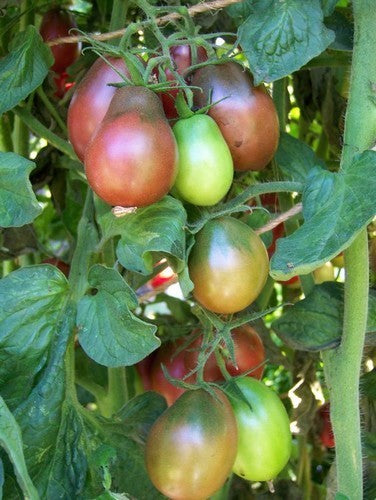Middenmaat Tomaat 'Evan'S Purple Pear''