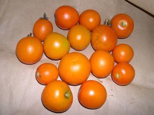 Middenmaat Tomaat 'Flammé'
