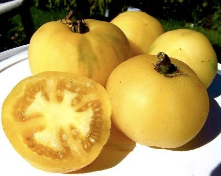 Middenmaat Tomaat 'Garden Peach'