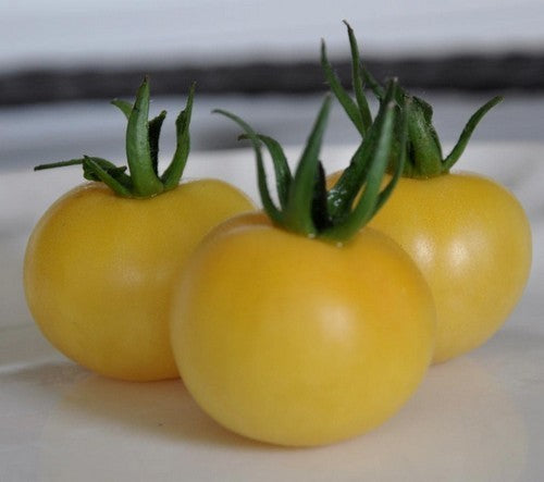 Middenmaat Tomaat 'Garden Peach'