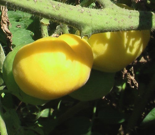 Middenmaat Tomaat 'Garden Peach'