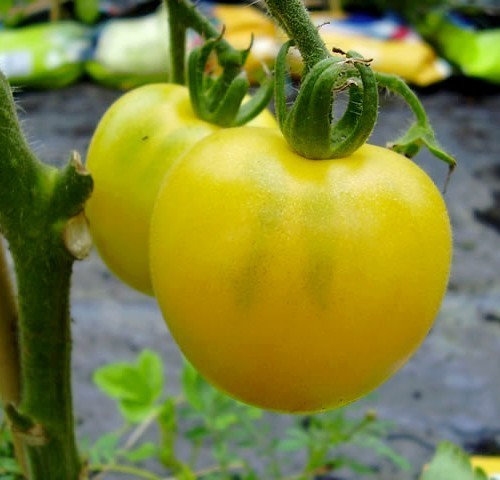 Middenmaat Tomaat 'Garden Peach'