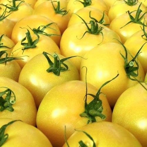 Medium-sized Tomato 'Giraffe'