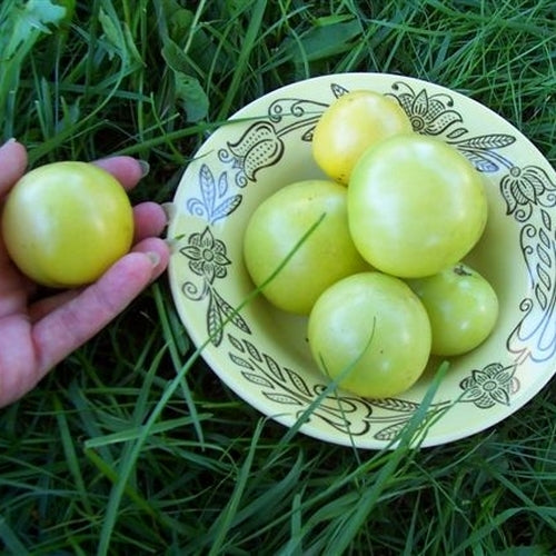 Medium-sized Tomato 'Giraffe'