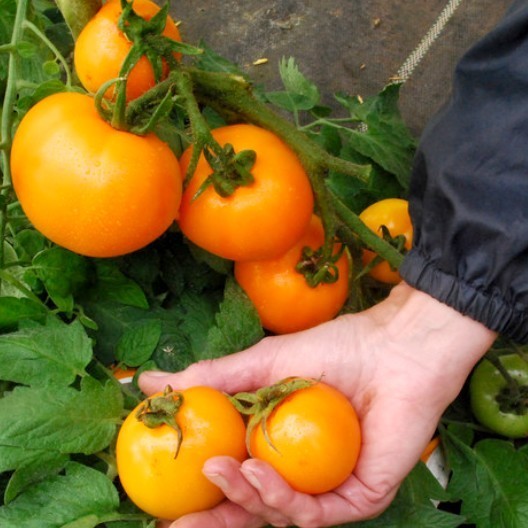 Middenmaat Tomaat 'Gold Dust'