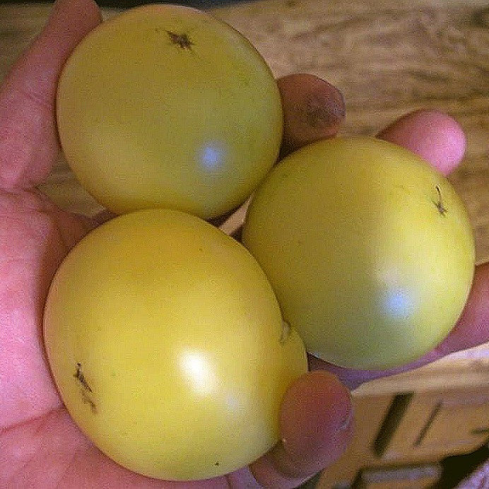 Medium-sized Tomato 'Golden Dwarf Champion'