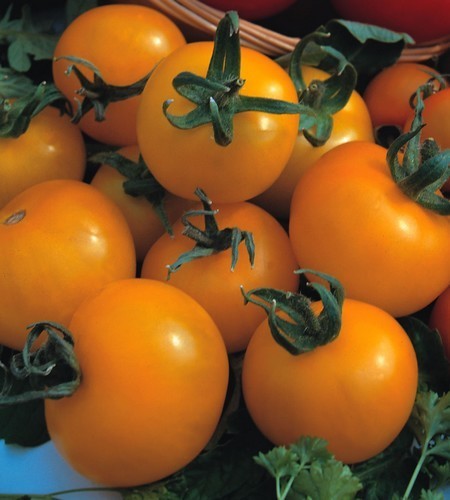 Middenmaat Tomaat 'Golden Sunrise' / 'Carovita'