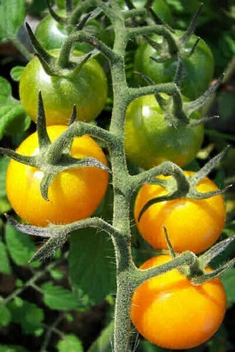 Middenmaat Tomaat 'Golden Sunrise' / 'Carovita'