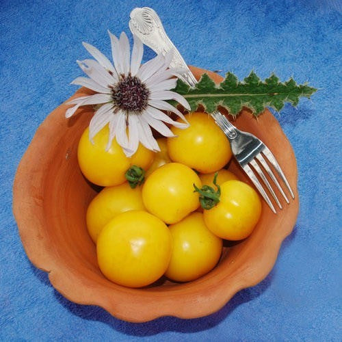 Middenmaat Tomaat 'Golden Sunrise' / 'Carovita'