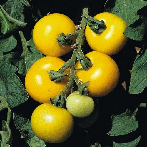 Middenmaat Tomaat 'Golden Sunrise' / 'Carovita'