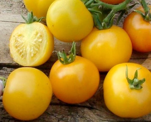 Middenmaat Tomaat 'Goldnuss' / 'Solotoj Orech'