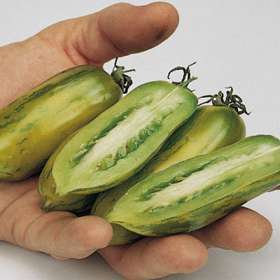 Middenmaat Tomaat 'Green Sausage'