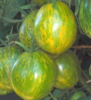 Middenmaat Tomaat 'Green Zebra'