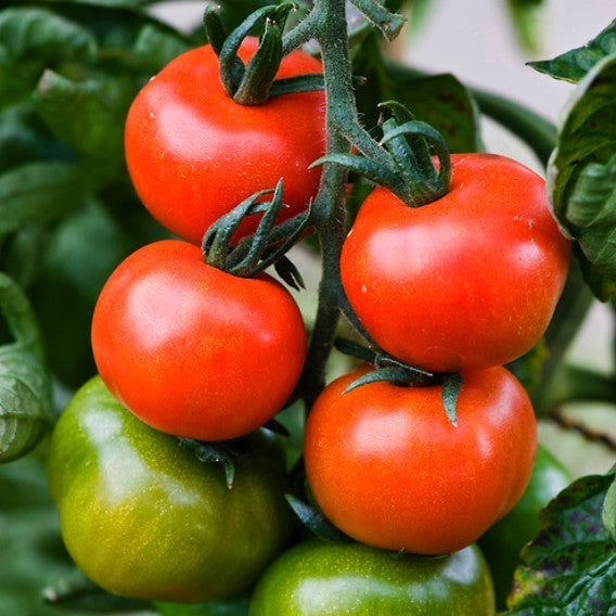 Middenmaat Tomaat 'Harbinger'