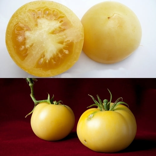 Middenmaat Tomaat ‘Huang Se Chick Moon’ / ‘Huan Se Chieh’