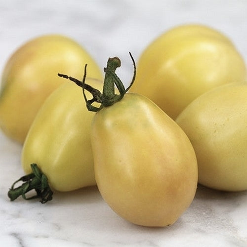 Eiertomaat 'Ivory Egg' / 'Japanese Egg' / 'Lämpchen'