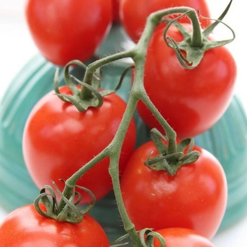 Middenmaat Tomaat 'Lady Fingers'