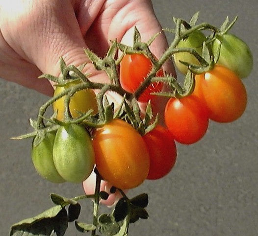 Middenmaat Struiktomaat 'Lambada'