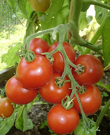 Medium-sized Tomato 'Little Oak' / 'Dubok'
