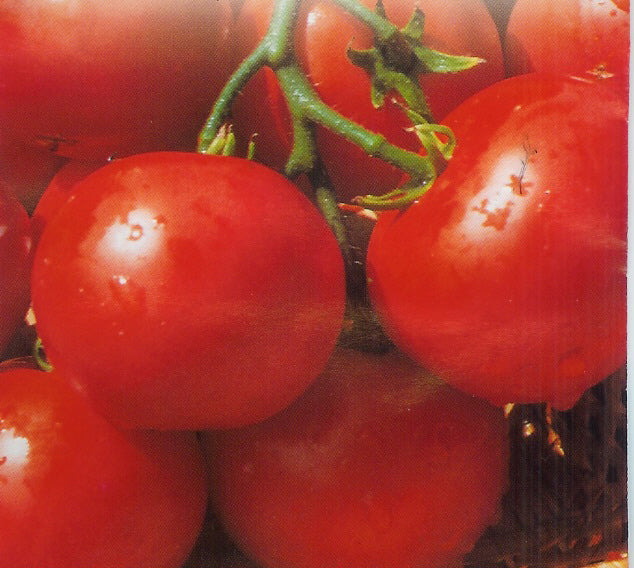 Medium-sized Tomato 'Little Oak' / 'Dubok'