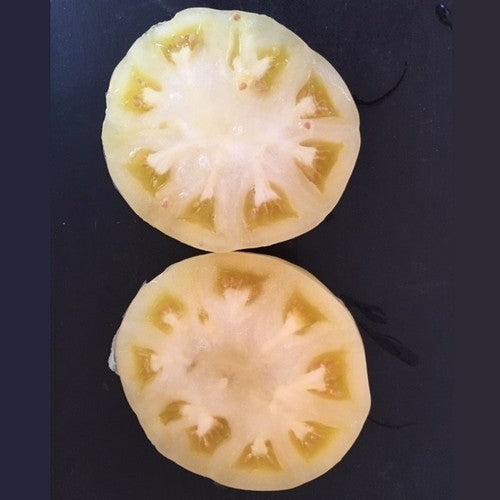 Middenmaat Tomaat 'Lotus'