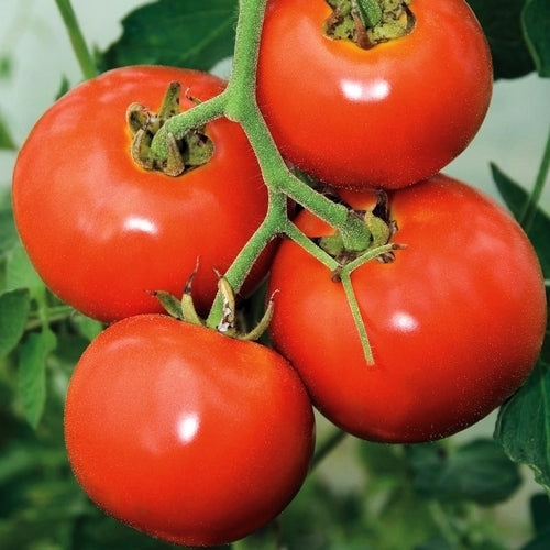 Middenmaat Tomaat 'Manitoba'