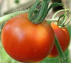 Medium-sized Tomato 'Marion'