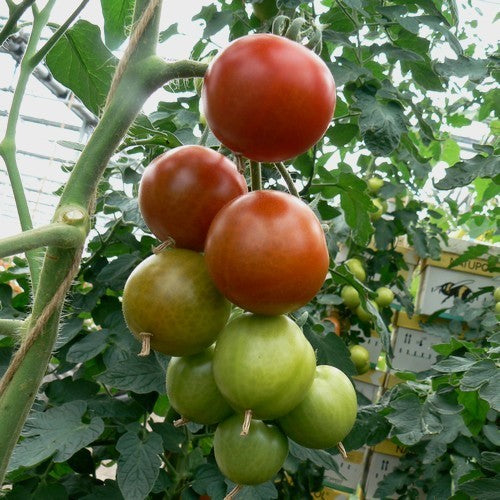 Middenmaat Tomaat 'Matina'